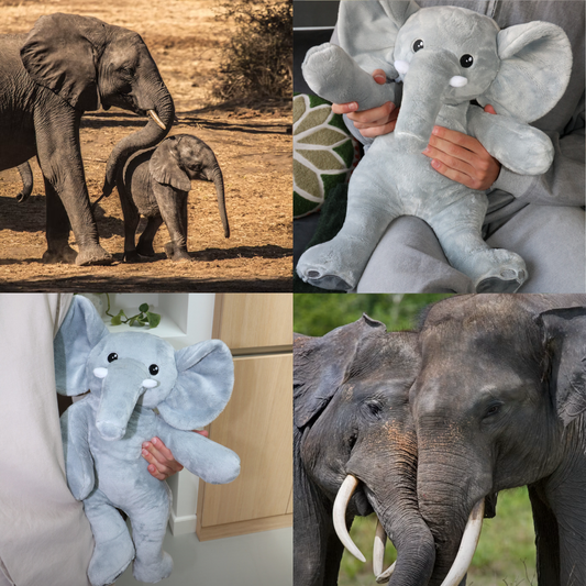 Internationale Dag van de Olifant: waarom 12 augustus zo bijzonder is