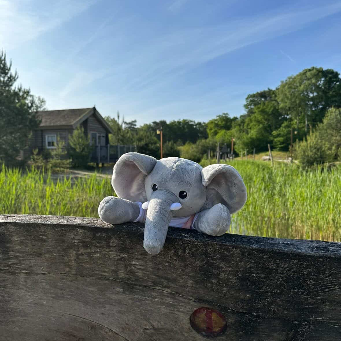 Esperienza con la peluche ponderata Hugsback elefante