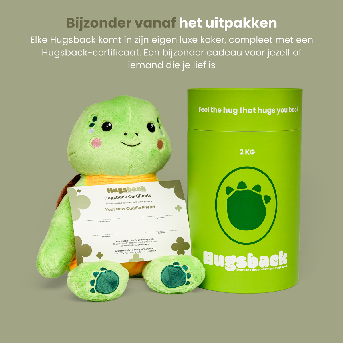 Tyngdebamsen skildpadde med Hugsback-certifikat ved siden af det luksuriøse grønne gaverør